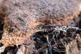Photo of crusty dark slime mold on landscaping mulch.