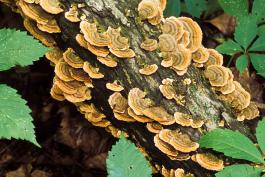Photo of several false turkey tail bracket fungi growing on log