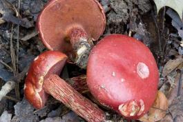 Photo of three Frost's boletes, red mushrooms with pores, at different angles