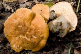 Photo of three hedgehog mushrooms, two show tan cap, third shows teeth under cap