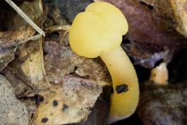 Photo of jelly baby single yellowish gelatinous mushroom