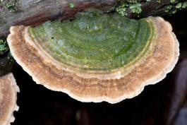 Photo of multicolor gill polypore bracket fungus growing on wood