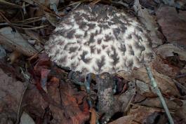 Photo of old man of the woods, mushroom with white cap with shaggy brown scales