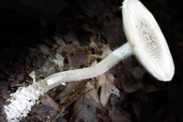 Photo of onusta amanita mushroom showing base, stalk, and cap