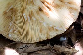 Photo of underside of voluminous-latex milky mushroom, latex coming from cuts