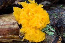 Photo of witches' butter, a yellow gelatinous bloblike fungus