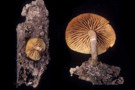 Photo of two deadly galerina, rusty brown capped gilled mushrooms