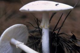 Photo of two destroying angels, all-white, capped, gilled mushroom