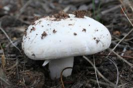 Photo of a meadow mushroom, a white, capped, mushroom, emerging from soil
