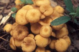 Photo of young, golden cluster of ringless honey mushrooms on forest floor