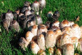 Photo of shaggy mane cluster, rounded cylindrical mushrooms growing in grass