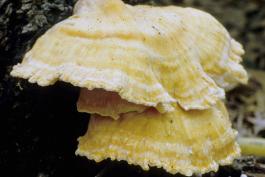 Photo of sulfur-colored chicken of the woods bracket fungus that is yellow
