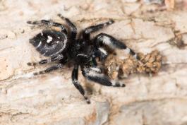 Photo of a bold jumping spider.