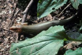 Photo of Broad-headed skink on ground among leaves