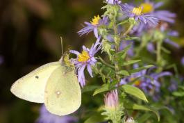 image of a Clouded Sulphur on a wildflower