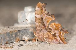 Photo of an eastern comma, wings folded