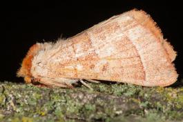 image of a Prominent Moth