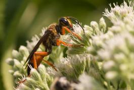 image of a Great Golden Digger Wasp