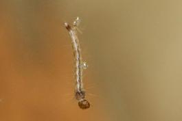 image of a Mosquito Larva