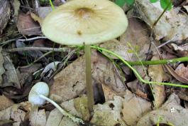 Photo of rooted collybia, tan, thin-stalked gilled mushroom