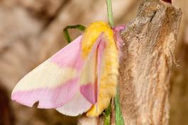 image of a Rosy Maple Moth