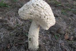 Photo of Thiers amanita, a white, shaggy, gilled mushroom, aging specimen.