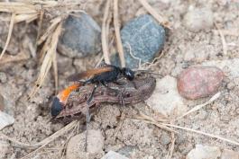 Thread-Waisted Wasp dragging a caterpillar on the ground