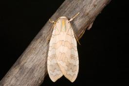 image of a Banded Tussock Moth