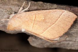 image of a White-Dotted Prominent moth
