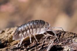 A pillbug, or roly-poly, crawling on the ground