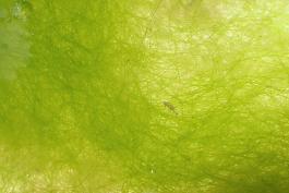 Photo of filamentous green algae closeup showing hairlike strands