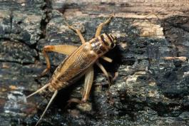 Photo of an adult female house cricket walking on bark