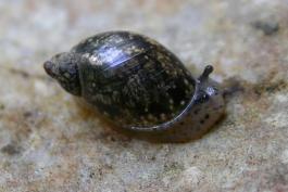 Photo of pulmonate snail crawling on rock out of water