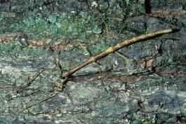 Photo of a walkingstick on a tree trunk
