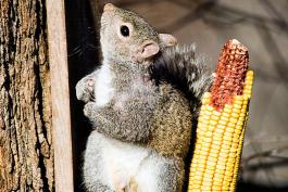 A squirrel sitting on a squirrel feeder
