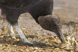 Closeup photo of a black vulture's head as it picks at food on the ground
