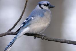 Photo of blue jay perched on branch