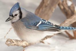 Photo of a blue jay on snow
