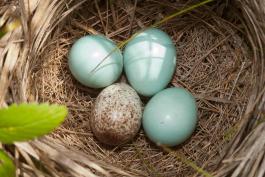 Three dickcissel eggs in a nest plus one cowbird egg