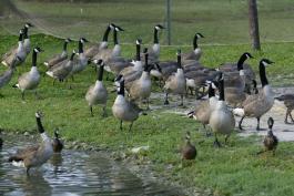 Photo of Canada geese crowding on grassy area