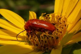 Photo of Nemognatha blister beetle on sunflower
