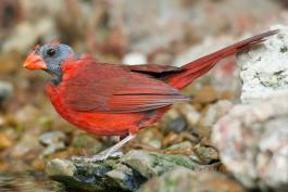 Photo of molting, bald-headed male northern cardinal