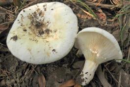Photo of 2 peppery milkies, white, gilled mushrooms, on ground
