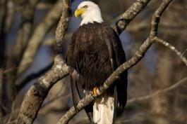 Photo of bald eagle perched on a branch