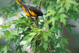 Photo of male Baltimore oriole at nest