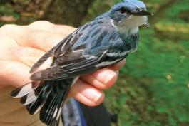 Photo of a male cerulean warbler held in a hand