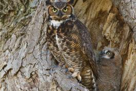 Photo of female great horned owl and chicks at nest hole
