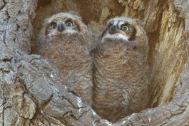 Photo of two great horned owl chicks at entrance of nest hole