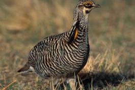 Photo of a male greater prairie-chicken