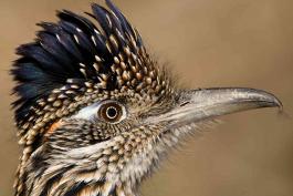 Closeup photo of a greater roadrunner head with crest raised